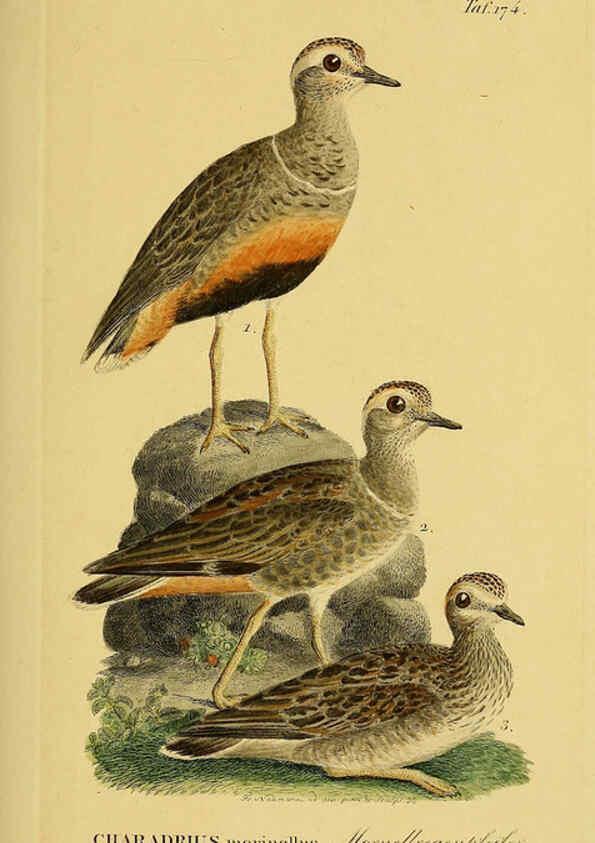 Reproducción/Reproduction 6058881773: Johann Andreas Naumann's ... Naturgeschichte der Vögel Deutschlands, nach einigen Erfahrungen entworfen. 13.T.Plates Leipzig :G. Fleischer,1820-1860