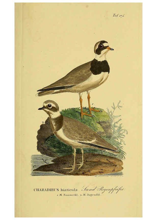 Reproducción/Reproduction 6058882075: Johann Andreas Naumann's ... Naturgeschichte der Vögel Deutschlands, nach einigen Erfahrungen entworfen. 13.T.Plates Leipzig :G. Fleischer,1820-1860