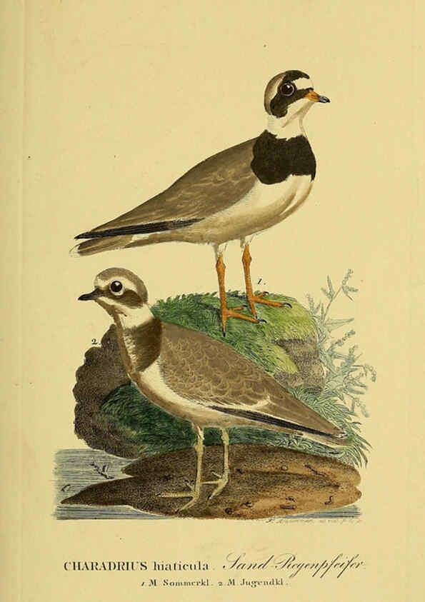 Reproducción/Reproduction 6058882075: Johann Andreas Naumann's ... Naturgeschichte der Vögel Deutschlands, nach einigen Erfahrungen entworfen. 13.T.Plates Leipzig :G. Fleischer,1820-1860