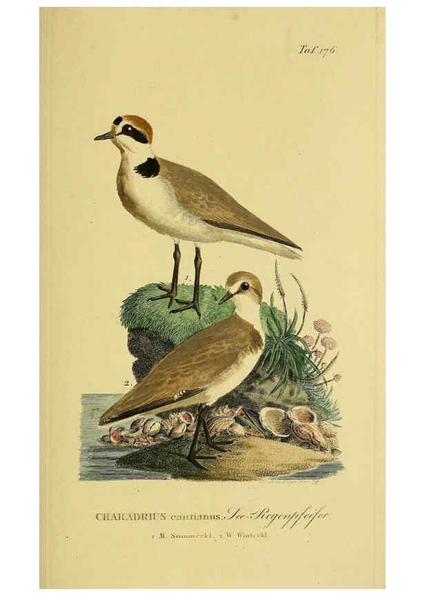 Reproducción/Reproduction 6058882449: Johann Andreas Naumann's ... Naturgeschichte der Vögel Deutschlands, nach einigen Erfahrungen entworfen. 13.T.Plates Leipzig :G. Fleischer,1820-1860
