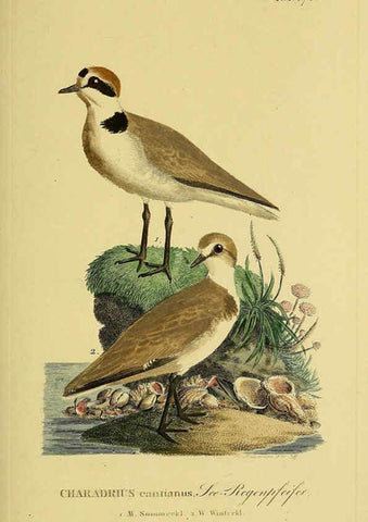 Reproducción/Reproduction 6058882449: Johann Andreas Naumann's ... Naturgeschichte der Vögel Deutschlands, nach einigen Erfahrungen entworfen. 13.T.Plates Leipzig :G. Fleischer,1820-1860