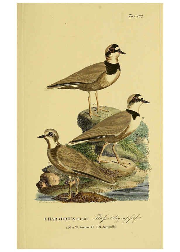 Reproducción/Reproduction 6058882767: Johann Andreas Naumann's ... Naturgeschichte der Vögel Deutschlands, nach einigen Erfahrungen entworfen. 13.T.Plates Leipzig :G. Fleischer,1820-1860