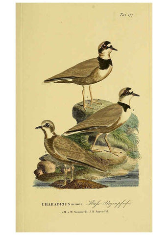 Reproducción/Reproduction 6058882767: Johann Andreas Naumann's ... Naturgeschichte der Vögel Deutschlands, nach einigen Erfahrungen entworfen. 13.T.Plates Leipzig :G. Fleischer,1820-1860