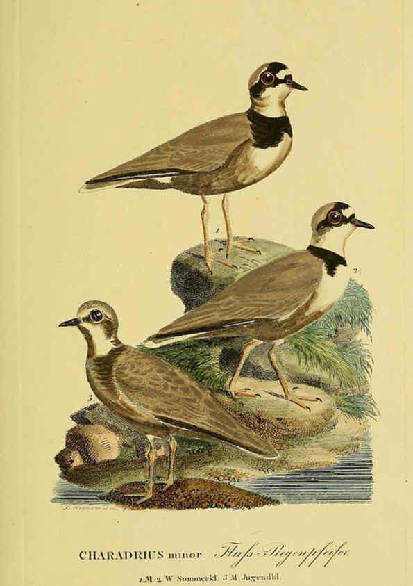 Reproducción/Reproduction 6058882767: Johann Andreas Naumann's ... Naturgeschichte der Vögel Deutschlands, nach einigen Erfahrungen entworfen. 13.T.Plates Leipzig :G. Fleischer,1820-1860