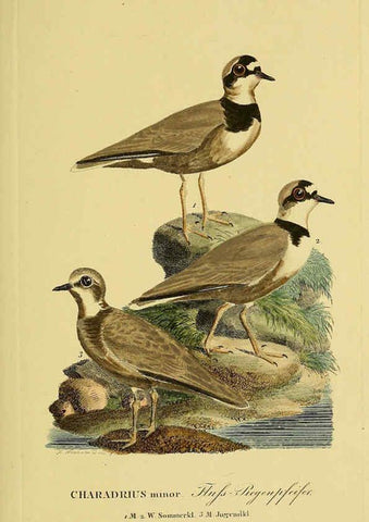 Reproducción/Reproduction 6058882767: Johann Andreas Naumann's ... Naturgeschichte der Vögel Deutschlands, nach einigen Erfahrungen entworfen. 13.T.Plates Leipzig :G. Fleischer,1820-1860