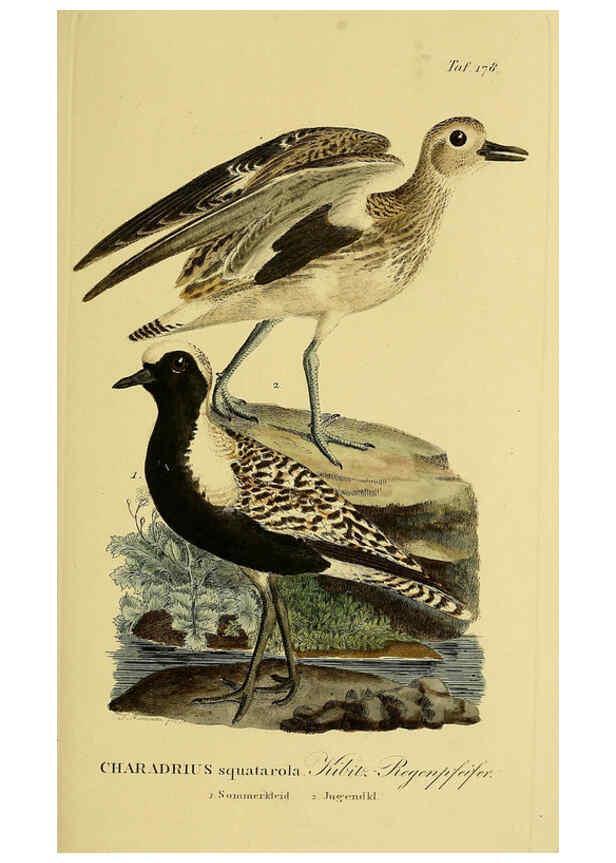 Reproducción/Reproduction 6058883093: Johann Andreas Naumann's ... Naturgeschichte der Vögel Deutschlands, nach einigen Erfahrungen entworfen. 13.T.Plates Leipzig :G. Fleischer,1820-1860