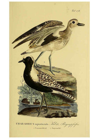 Reproducción/Reproduction 6058883093: Johann Andreas Naumann's ... Naturgeschichte der Vögel Deutschlands, nach einigen Erfahrungen entworfen. 13.T.Plates Leipzig :G. Fleischer,1820-1860