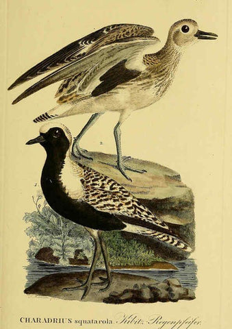 Reproducción/Reproduction 6058883093: Johann Andreas Naumann's ... Naturgeschichte der Vögel Deutschlands, nach einigen Erfahrungen entworfen. 13.T.Plates Leipzig :G. Fleischer,1820-1860