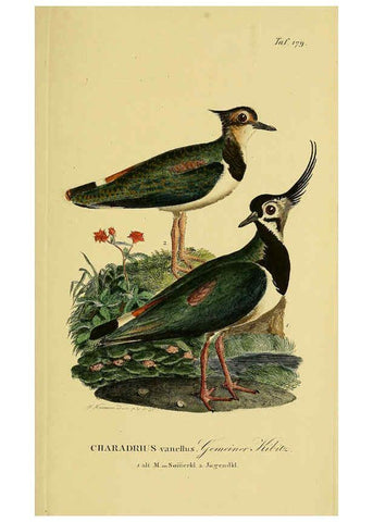Reproducción/Reproduction 6059430664: Johann Andreas Naumann's ... Naturgeschichte der Vögel Deutschlands, nach einigen Erfahrungen entworfen. 13.T.Plates Leipzig :G. Fleischer,1820-1860