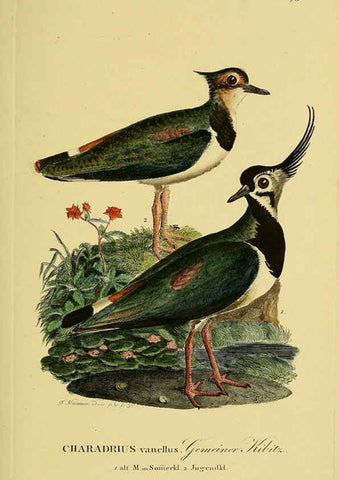Reproducción/Reproduction 6059430664: Johann Andreas Naumann's ... Naturgeschichte der Vögel Deutschlands, nach einigen Erfahrungen entworfen. 13.T.Plates Leipzig :G. Fleischer,1820-1860