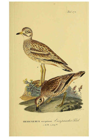 Reproducción/Reproduction 6059428120: Johann Andreas Naumann's ... Naturgeschichte der Vögel Deutschlands, nach einigen Erfahrungen entworfen. 13.T.Plates Leipzig :G. Fleischer,1820-1860
