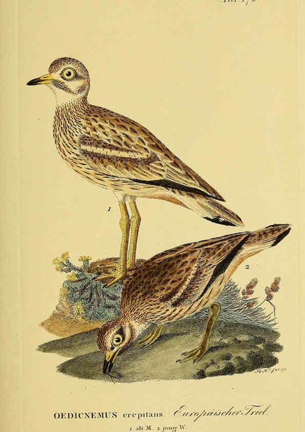 Reproducción/Reproduction 6059428120: Johann Andreas Naumann's ... Naturgeschichte der Vögel Deutschlands, nach einigen Erfahrungen entworfen. 13.T.Plates Leipzig :G. Fleischer,1820-1860