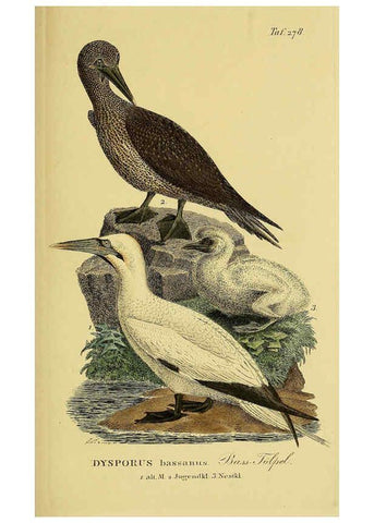 Reproducción/Reproduction 6058917651: Johann Andreas Naumann's ... Naturgeschichte der Vögel Deutschlands, nach einigen Erfahrungen entworfen. 13.T.Plates Leipzig :G. Fleischer,1820-1860