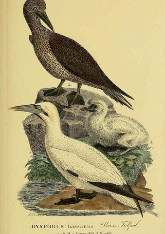 Reproducción/Reproduction 6058917651: Johann Andreas Naumann's ... Naturgeschichte der Vögel Deutschlands, nach einigen Erfahrungen entworfen. 13.T.Plates Leipzig :G. Fleischer,1820-1860