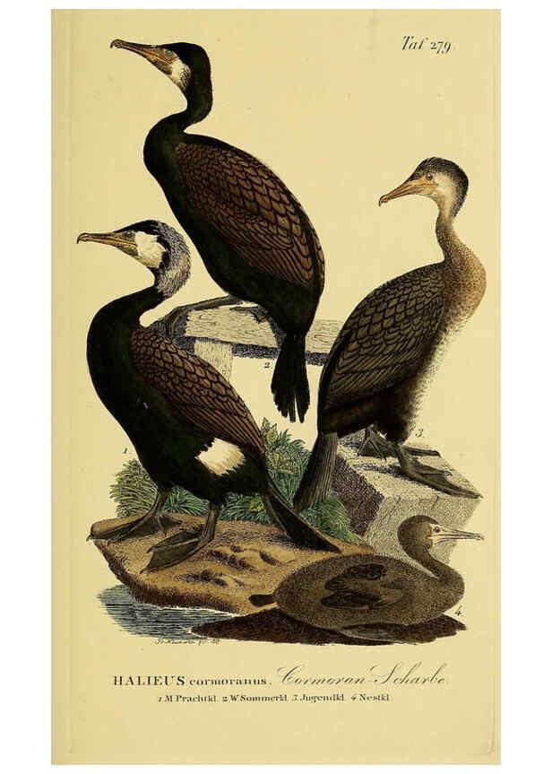 Reproducción/Reproduction 6059465798: Johann Andreas Naumann's ... Naturgeschichte der Vögel Deutschlands, nach einigen Erfahrungen entworfen. 13.T.Plates Leipzig :G. Fleischer,1820-1860