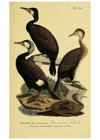 Reproducción/Reproduction 6059465798: Johann Andreas Naumann's ... Naturgeschichte der Vögel Deutschlands, nach einigen Erfahrungen entworfen. 13.T.Plates Leipzig :G. Fleischer,1820-1860