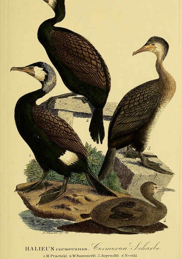 Reproducción/Reproduction 6059465798: Johann Andreas Naumann's ... Naturgeschichte der Vögel Deutschlands, nach einigen Erfahrungen entworfen. 13.T.Plates Leipzig :G. Fleischer,1820-1860