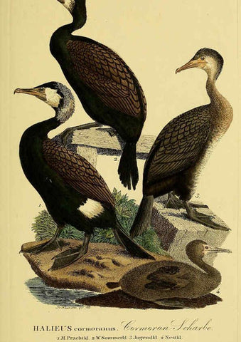 Reproducción/Reproduction 6059465798: Johann Andreas Naumann's ... Naturgeschichte der Vögel Deutschlands, nach einigen Erfahrungen entworfen. 13.T.Plates Leipzig :G. Fleischer,1820-1860