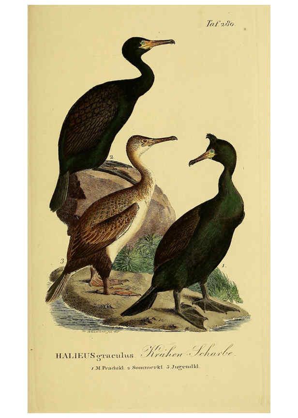 Reproducción/Reproduction 6059466076: Johann Andreas Naumann's ... Naturgeschichte der Vögel Deutschlands, nach einigen Erfahrungen entworfen. 13.T.Plates Leipzig :G. Fleischer,1820-1860