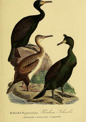 Reproducción/Reproduction 6059466076: Johann Andreas Naumann's ... Naturgeschichte der Vögel Deutschlands, nach einigen Erfahrungen entworfen. 13.T.Plates Leipzig :G. Fleischer,1820-1860