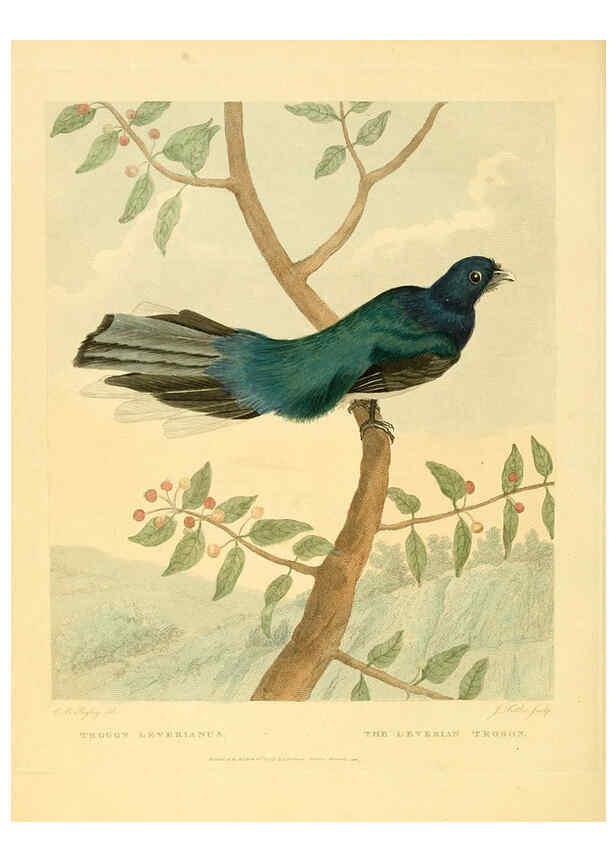 Reproducción/Reproduction 6059578036: Musei Leveriani explicatio, anglica et latina [London] :Impensis Jacobi Parkinson,1792-1796
