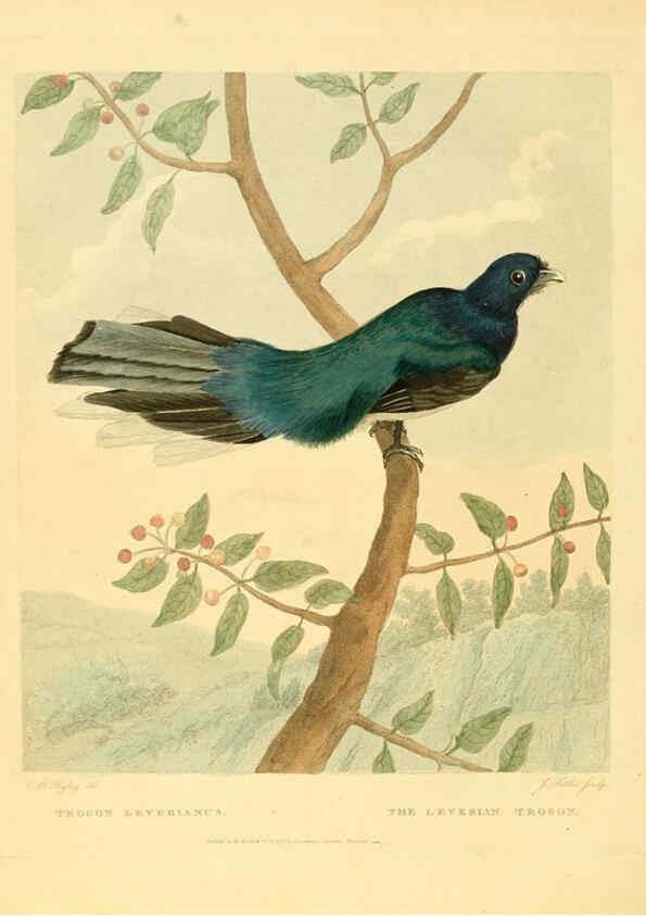 Reproducción/Reproduction 6059578036: Musei Leveriani explicatio, anglica et latina [London] :Impensis Jacobi Parkinson,1792-1796