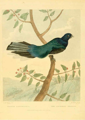 Reproducción/Reproduction 6059578036: Musei Leveriani explicatio, anglica et latina [London] :Impensis Jacobi Parkinson,1792-1796