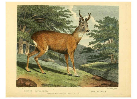 Reproducción/Reproduction 6059578200: Musei Leveriani explicatio, anglica et latina [London] :Impensis Jacobi Parkinson,1792-1796
