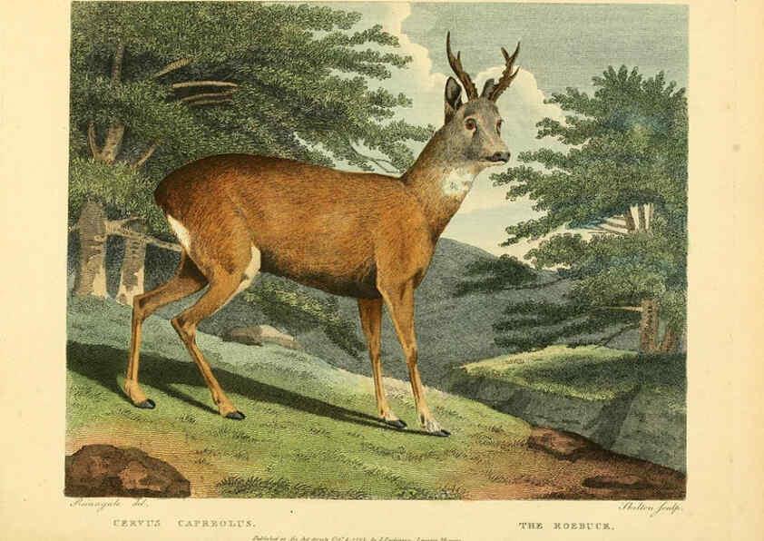 Reproducción/Reproduction 6059578200: Musei Leveriani explicatio, anglica et latina [London] :Impensis Jacobi Parkinson,1792-1796