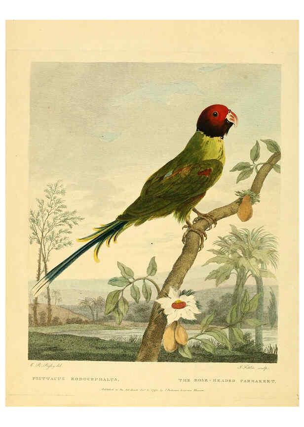 Reproducción/Reproduction 6059030949: Musei Leveriani explicatio, anglica et latina [London] :Impensis Jacobi Parkinson,1792-1796