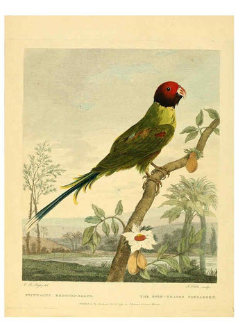 Reproducción/Reproduction 6059030949: Musei Leveriani explicatio, anglica et latina [London] :Impensis Jacobi Parkinson,1792-1796