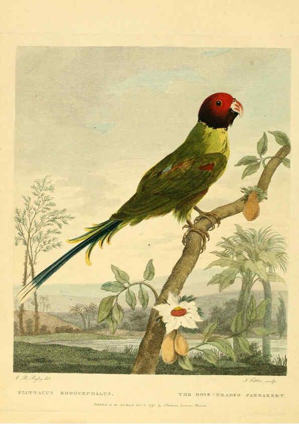 Reproducción/Reproduction 6059030949: Musei Leveriani explicatio, anglica et latina [London] :Impensis Jacobi Parkinson,1792-1796