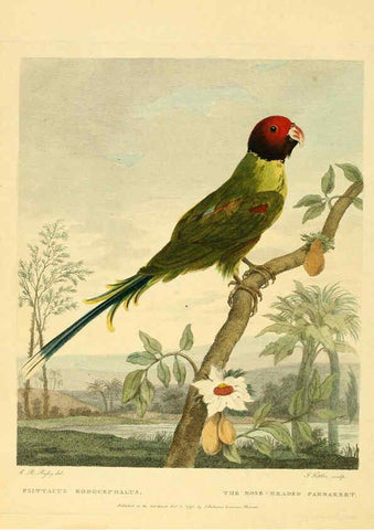 Reproducción/Reproduction 6059030949: Musei Leveriani explicatio, anglica et latina [London] :Impensis Jacobi Parkinson,1792-1796