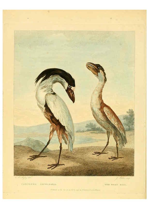 Reproducción/Reproduction 6059031127: Musei Leveriani explicatio, anglica et latina [London] :Impensis Jacobi Parkinson,1792-1796