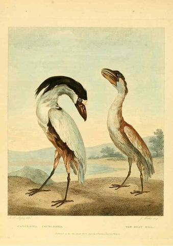 Reproducción/Reproduction 6059031127: Musei Leveriani explicatio, anglica et latina [London] :Impensis Jacobi Parkinson,1792-1796