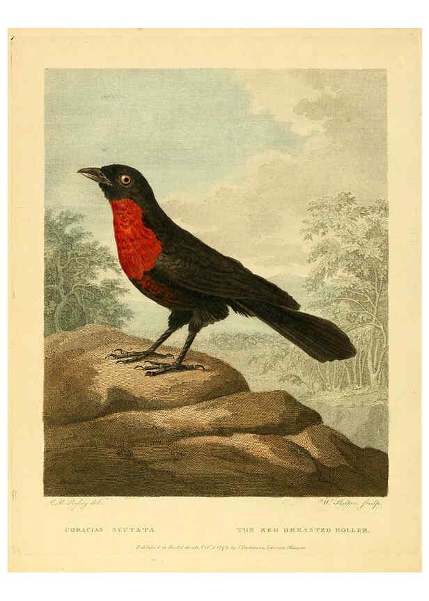 Reproducción/Reproduction 6059031529: Musei Leveriani explicatio, anglica et latina [London] :Impensis Jacobi Parkinson,1792-1796