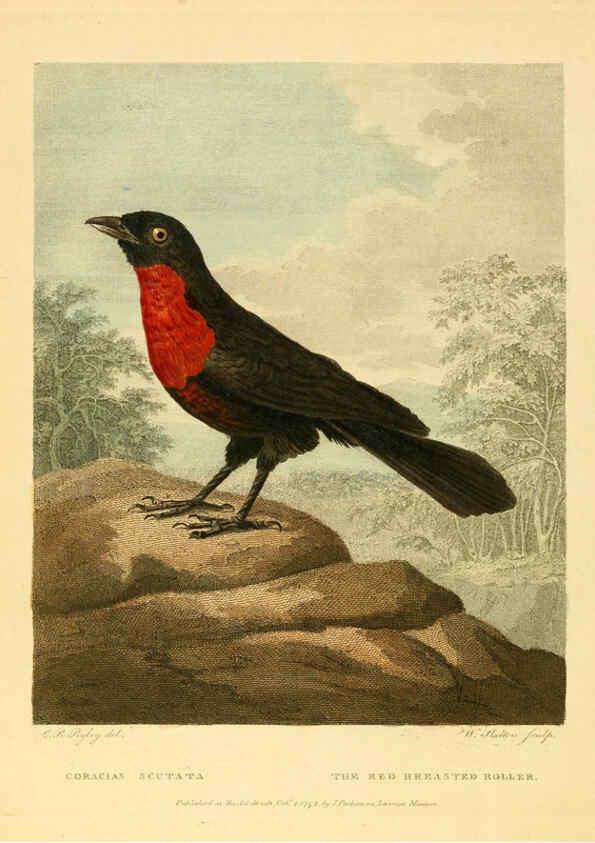 Reproducción/Reproduction 6059031529: Musei Leveriani explicatio, anglica et latina [London] :Impensis Jacobi Parkinson,1792-1796