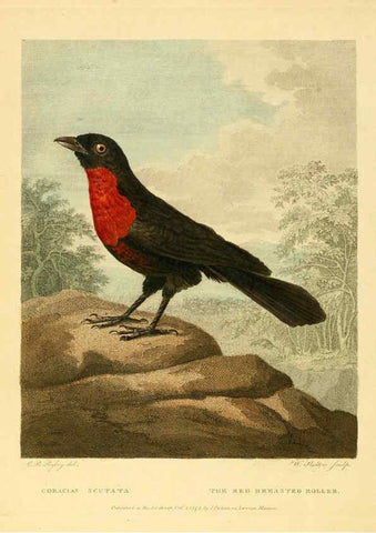 Reproducción/Reproduction 6059031529: Musei Leveriani explicatio, anglica et latina [London] :Impensis Jacobi Parkinson,1792-1796