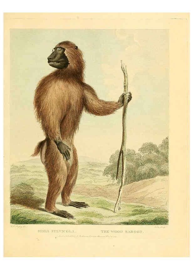 Reproducción/Reproduction 6059579190: Musei Leveriani explicatio, anglica et latina [London] :Impensis Jacobi Parkinson,1792-1796