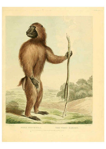 Reproducción/Reproduction 6059579190: Musei Leveriani explicatio, anglica et latina [London] :Impensis Jacobi Parkinson,1792-1796