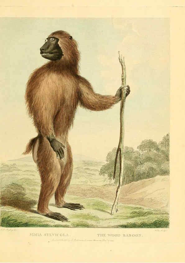Reproducción/Reproduction 6059579190: Musei Leveriani explicatio, anglica et latina [London] :Impensis Jacobi Parkinson,1792-1796