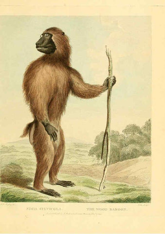 Reproducción/Reproduction 6059579190: Musei Leveriani explicatio, anglica et latina [London] :Impensis Jacobi Parkinson,1792-1796