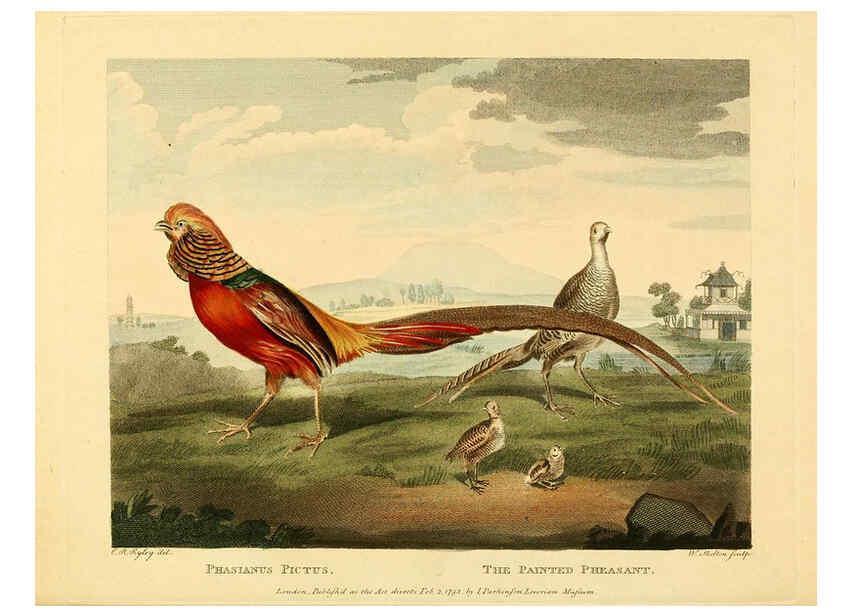 Reproducción/Reproduction 6059031953: Musei Leveriani explicatio, anglica et latina [London] :Impensis Jacobi Parkinson,1792-1796