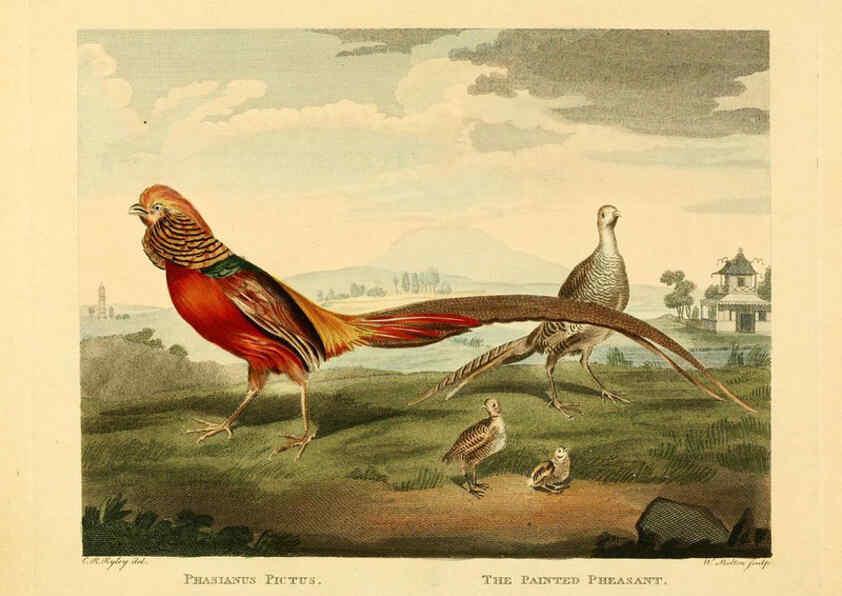 Reproducción/Reproduction 6059031953: Musei Leveriani explicatio, anglica et latina [London] :Impensis Jacobi Parkinson,1792-1796