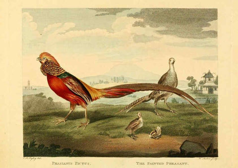Reproducción/Reproduction 6059031953: Musei Leveriani explicatio, anglica et latina [London] :Impensis Jacobi Parkinson,1792-1796