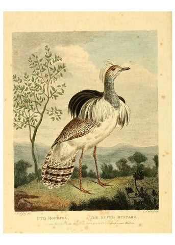 Reproducción/Reproduction 6059579816: Musei Leveriani explicatio, anglica et latina [London] :Impensis Jacobi Parkinson,1792-1796