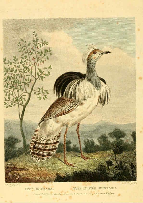 Reproducción/Reproduction 6059579816: Musei Leveriani explicatio, anglica et latina [London] :Impensis Jacobi Parkinson,1792-1796