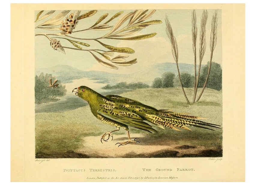 Reproducción/Reproduction 6059032637: Musei Leveriani explicatio, anglica et latina [London] :Impensis Jacobi Parkinson,1792-1796