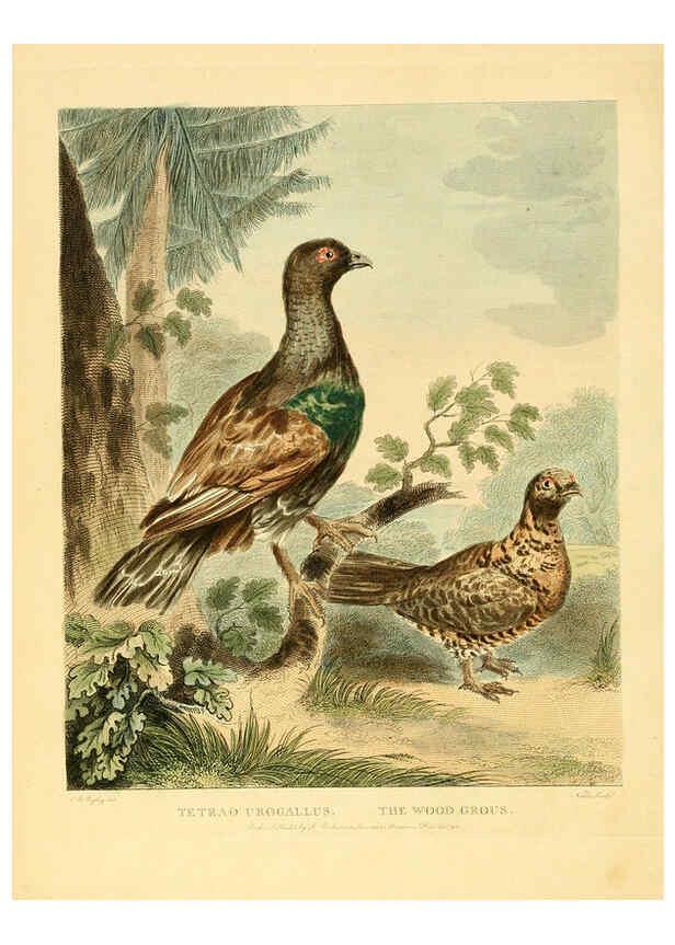 Reproducción/Reproduction 6059032813: Musei Leveriani explicatio, anglica et latina [London] :Impensis Jacobi Parkinson,1792-1796