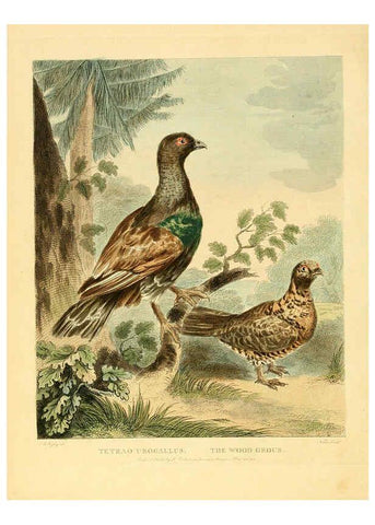 Reproducción/Reproduction 6059032813: Musei Leveriani explicatio, anglica et latina [London] :Impensis Jacobi Parkinson,1792-1796